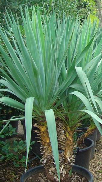 Yucca Gloriosa - succulents and spiky plant nursery London