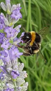 Lavender plants - large for sale online UK delivery