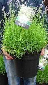 Large Lavender Angustifolia - English lavender buy online UK