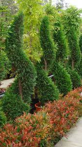 Leucothoe underplanting with topiary cupressus spirals