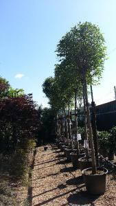 Ligustrum Japonicum, Full Standard Trees Online.