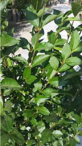 Ligustrum Ovalifolium Privet Hedging 