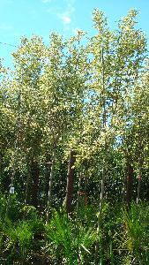 Ligustrum Variegated Full Standard Trees.  Trees for Screening.  