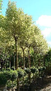 Ligustrum Variegated Full Standard Trees.  Trees for Screening.  