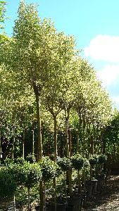 Ligustrum Variegated Full Standard Trees.  Trees for Screening.  