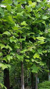 Liriodendron Tulipifera, Tulip Trees, Deciduous Trees, London UK from Paramount Tree Nursery UK & online shop. 