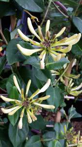 Scented honeysuckle, evergreen climbers for sale, London UK