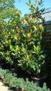 Magnolia Grandiflora Trees, 2-2.5m height to Buy, London & Online UK 