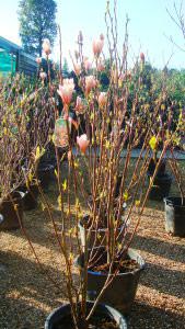 Magnolia Heaven Scent Shrub, Magnolias London UK - Paramount Plants, specialist nursery and online shop, UK.
