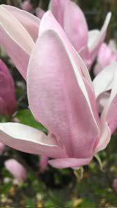 Magnolia Henry Kern, pink conical flowers in April, shrub and multi-stemmed trees for sale online, UK delivery