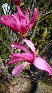 Magnolia 