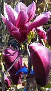 Black Lily Magnolia for sale online at our London garden centre, UK