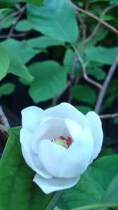 Magnolia Sieboldii in flower, buy online UK delivery