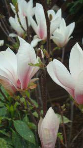 Flowering Saucer Magnolias for Sale in London and online UK