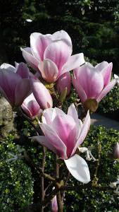 Magnolia Soulangeana Satisfaction - for sale online at our UK plant centre, UK