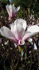 Beautiful Magnolia Superba flowering - buy these trees online, UK delivery