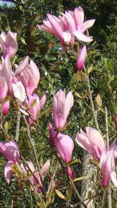Magnolia Liliflora Nigra Susan for sale online.  UK delivery