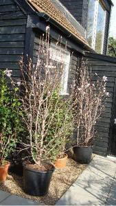 Magnolia trees for sale UK - pink flowering magnolias