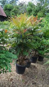 Mahonias for sale online UK