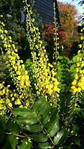 Mahonia x Media winter sun flowering in November, buy online UK