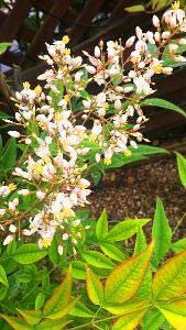 Nandina Domestica Flower also known as Heavenly Bamboo - for sale online UK delivery