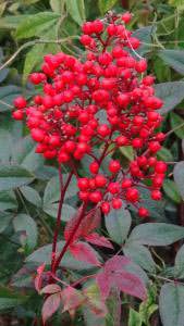 Nandina Domestica with red berries, Buy Online UK