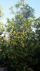 Evergreen Osmanthus Fragrans for hedging, buy UK