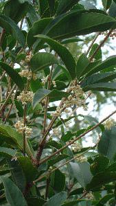 Osmanthus Fragrans Flowers, evergreen hedging and screening shrub - for sale online 