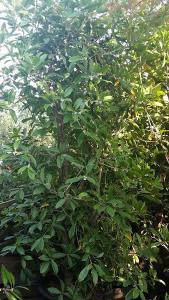 Osmanthus Fragrans evergreen hedging shrubs for sale online UK
