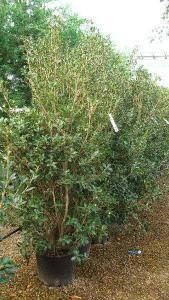 Osmanthus Heterophyllus Buy Online UK