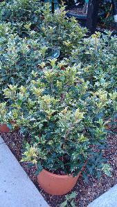 Osmanthus Tricolour, Shrubs, Uk