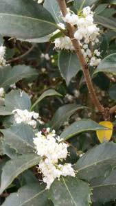 Osmanthus X Fortunei Carr flowering shrubs for sale, London UK