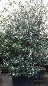 Flowering evergreen shrubs for sale, London garden centre, UK - these are Osmanthus X Fortunei Carr, evergreen hedging plants