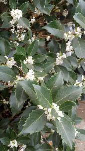 Osmanthus shrubs for sale, UK delivery