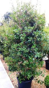 Osmanthus Heterophyllus, Shrubs, UK - nationwide delivery UK