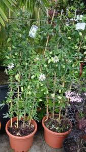 Passion flower, evergreen climbers to buy online, London nursery UK