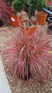 Red Fountain Grass to buy online UK