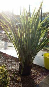 Phormium Variegated, Phormiums, London UK - buy online UK