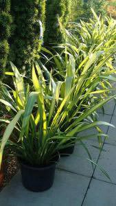 Variegated Phormium, Yellow Wave to buy at our London plant centre, UK