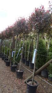 Photinia Little Red Robin Trees, UK