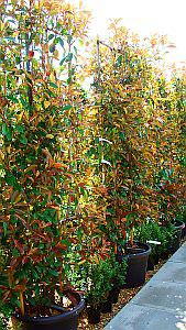 Photinia Red Robin Frames, Climbing Photinia, London UK - Buy UK