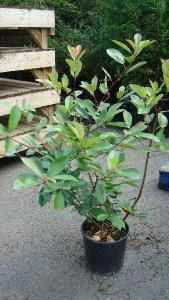 Photinia Red Robin Shrubs, 1-1.25m height, Shrubs to buy online, UK