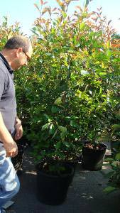 Photinia Red Robin Shrubs and Trees for hedging, Buy Online, UK