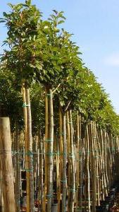 Photinia Full Standard Tree, Buy in Plant Centre or online