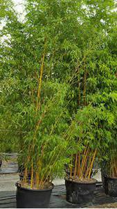 Bushy bamboos with strong yellow stems - great for hedging or screening. Buy UK