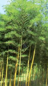 Phyllostachys Bambusoides is an amazing bamboo for screening, very bushy with strong yellow stems, buy online UK delivery