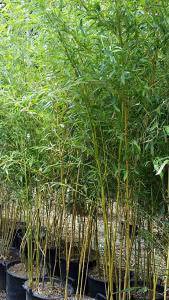 Phyllostachys Aureosulcata Bamboo plants for sale online UK