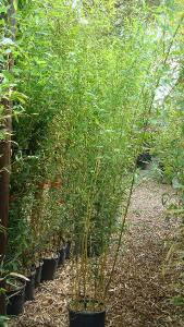 Phyllostachys Aureosulcata Bamboos, Buy Online Uk