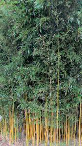 Phyllostachys Aureosulcata Spectabilis growing as a hedging screen, buy online UK delivery