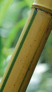 Phyllostachys Vivax Aureocaulis detail of the stem - quality Bamboo specialist nursery in London with delivery throughout the UK